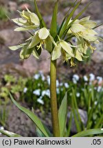 Fritillaria raddeana (szachownica Raddego)