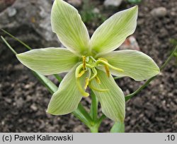 Fritillaria raddeana (szachownica Raddego)