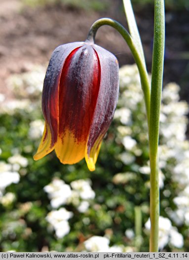 Fritillaria reuteri