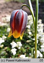 Fritillaria reuteri