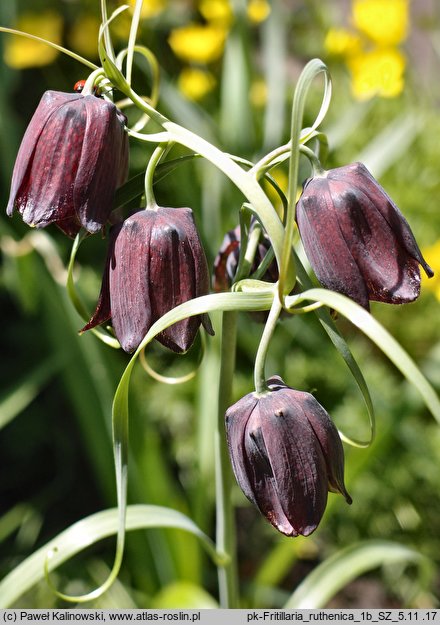 Fritillaria ruthenica