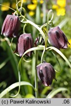 Fritillaria ruthenica