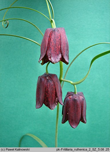 Fritillaria ruthenica