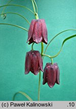 Fritillaria ruthenica