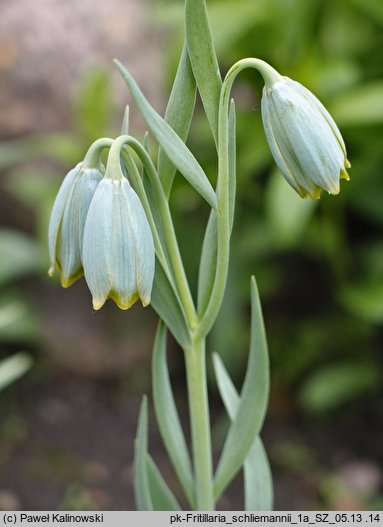 Fritillaria schliemannii