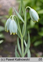 Fritillaria schliemannii