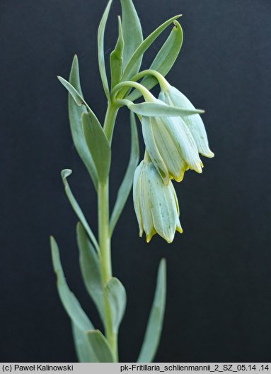 Fritillaria schliemannii