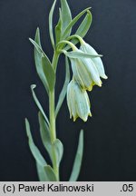 Fritillaria schliemannii