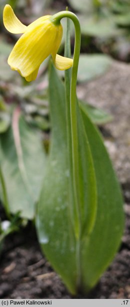 Fritillaria sibthorpiana