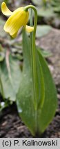 Fritillaria sibthorpiana