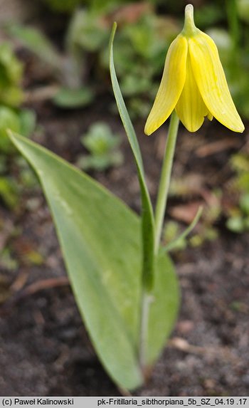 Fritillaria sibthorpiana