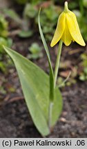 Fritillaria sibthorpiana