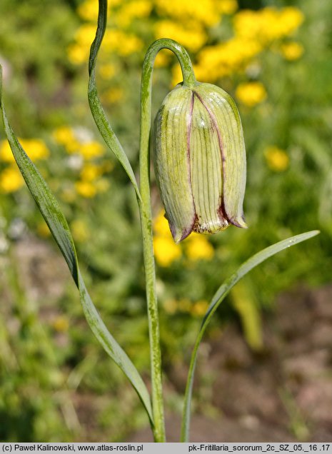 Fritillaria sororum