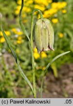 Fritillaria sororum