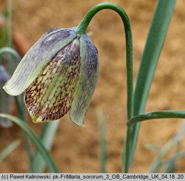 Fritillaria sororum