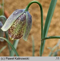 Fritillaria sororum