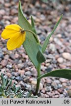 Fritillaria speciotica