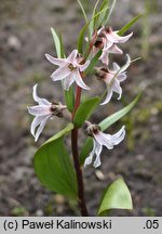 Fritillaria stenanthera