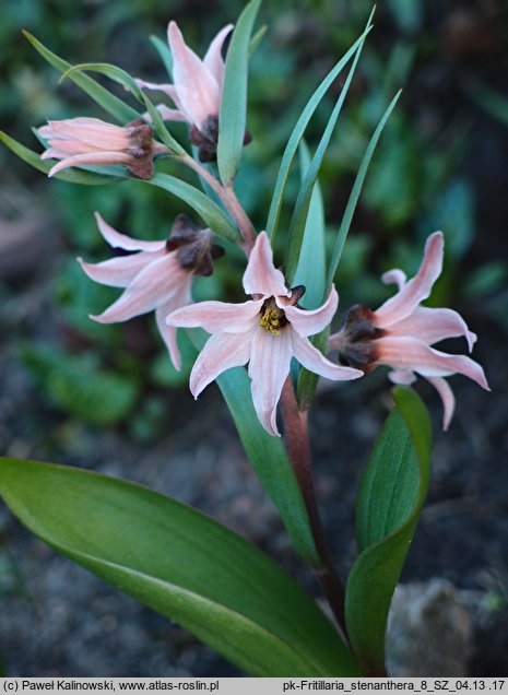 Fritillaria stenanthera