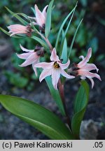 Fritillaria stenanthera