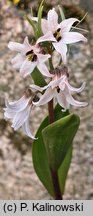 Fritillaria stenanthera