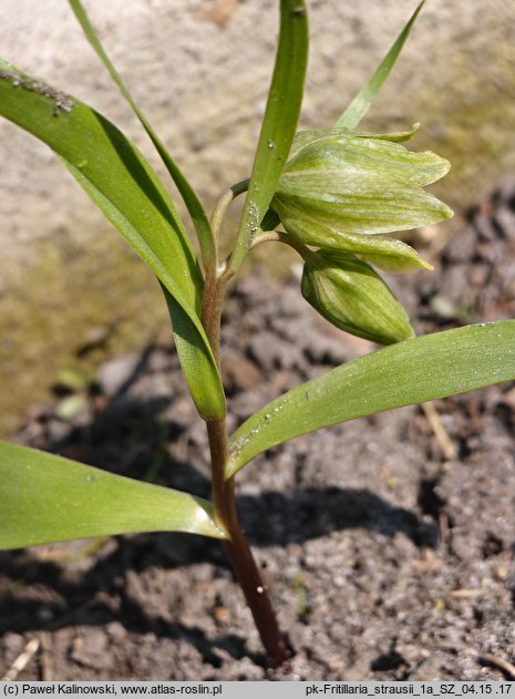 Fritillaria strausii