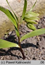 Fritillaria strausii