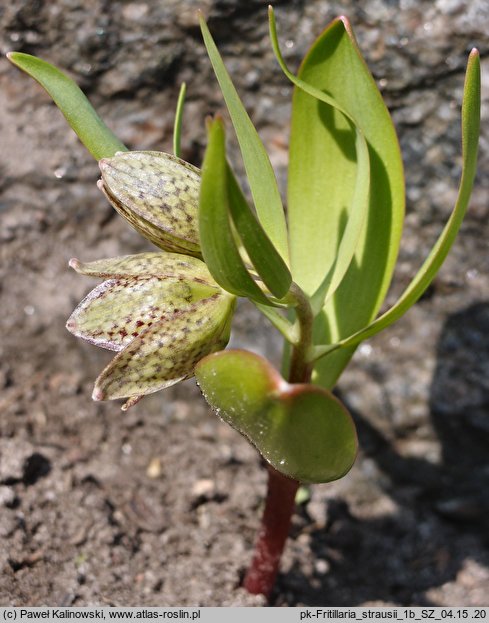 Fritillaria strausii