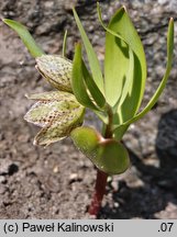 Fritillaria strausii