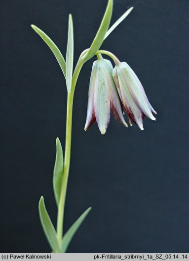 Fritillaria stribrnyi