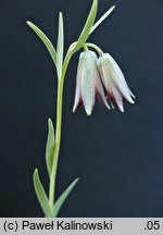 Fritillaria stribrnyi