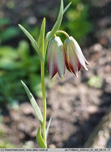 Fritillaria stribrnyi