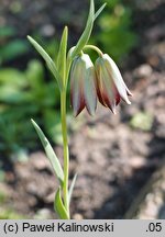 Fritillaria stribrnyi