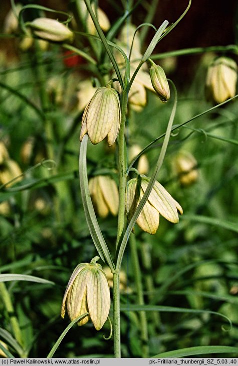 Fritillaria thunbergii (szachownica Thunberga)