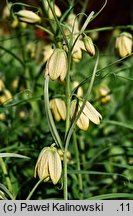 Fritillaria thunbergii (szachownica Thunberga)