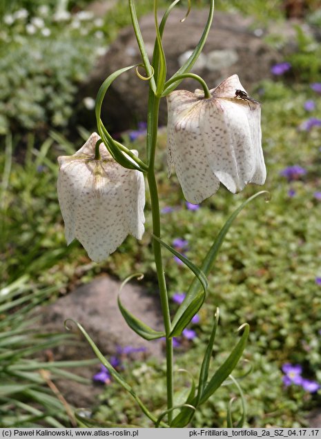 Fritillaria tortifolia