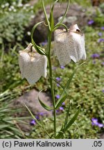 Fritillaria tortifolia