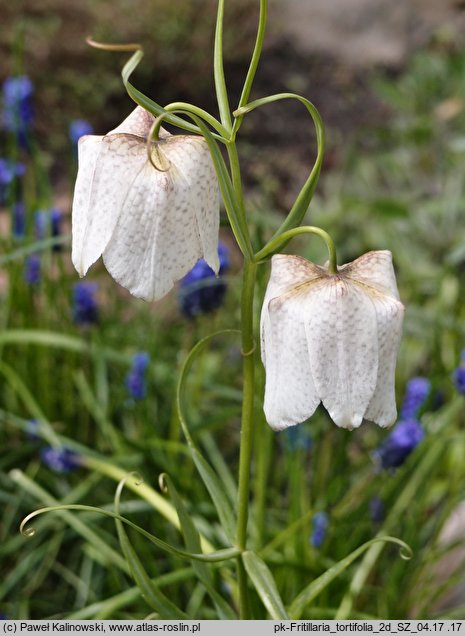 Fritillaria tortifolia