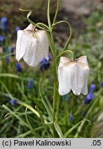 Fritillaria tortifolia