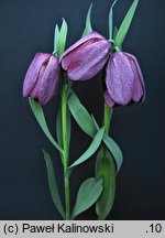 Fritillaria tubiformis ssp. tubiformis