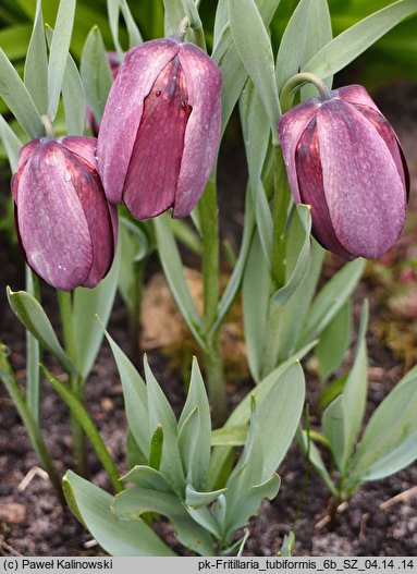 Fritillaria tubiformis ssp. tubiformis