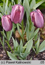 Fritillaria tubiformis ssp. tubiformis