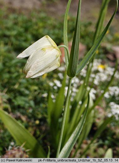 Fritillaria unibracteata