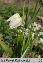 Fritillaria unibracteata