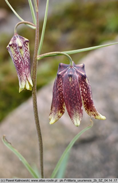 Fritillaria usuriensis