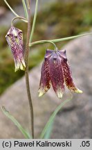 Fritillaria usuriensis