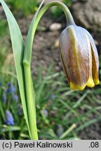 Fritillaria uva-vulpis