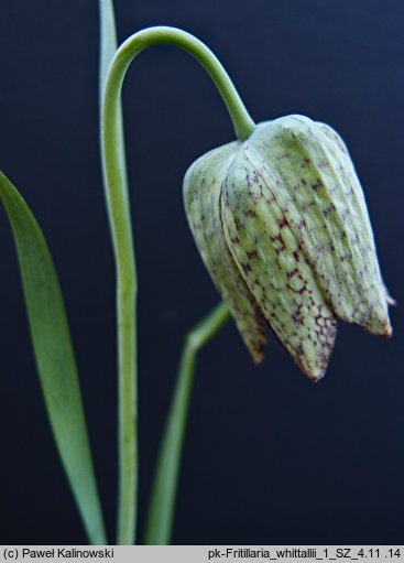 Fritillaria whittallii