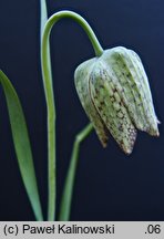 Fritillaria whittallii