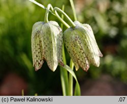 Fritillaria whittallii